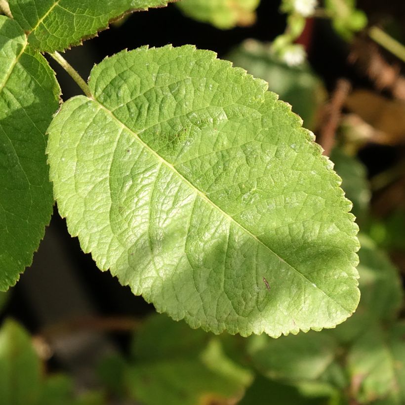 Rosa antica Trigintipetala (Fogliame)