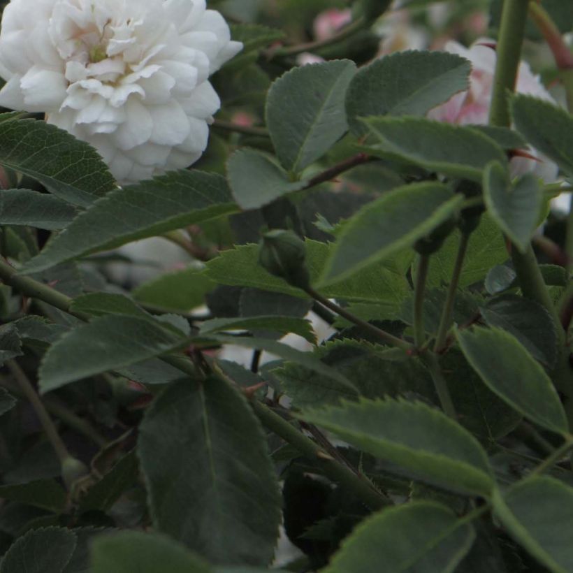 Rosa antica Little White Pet (Fogliame)