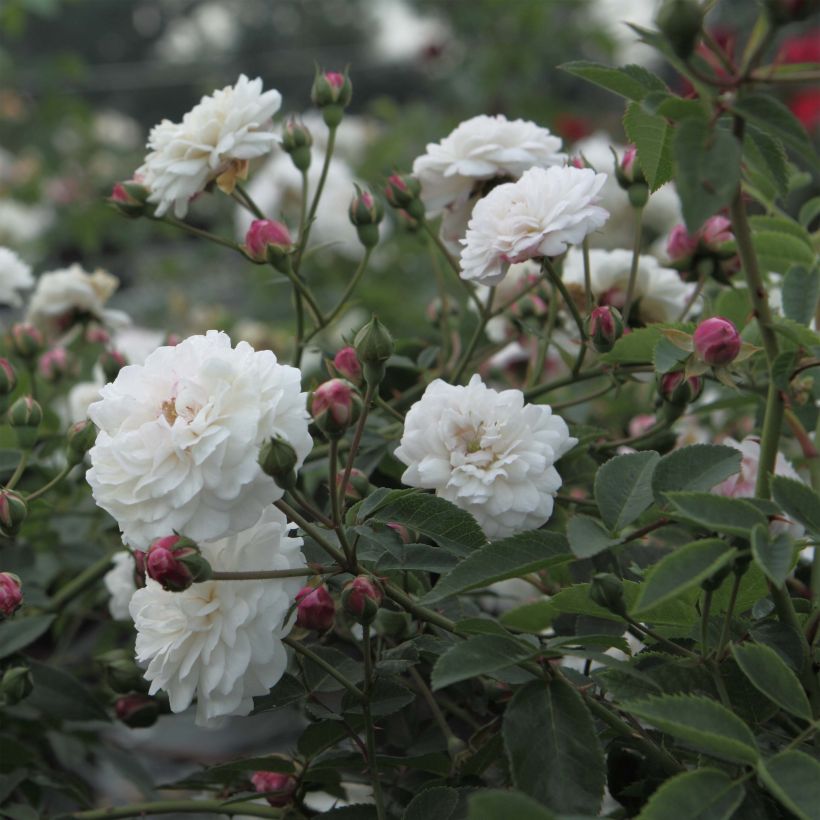 Rosa antica Little White Pet (Fioritura)