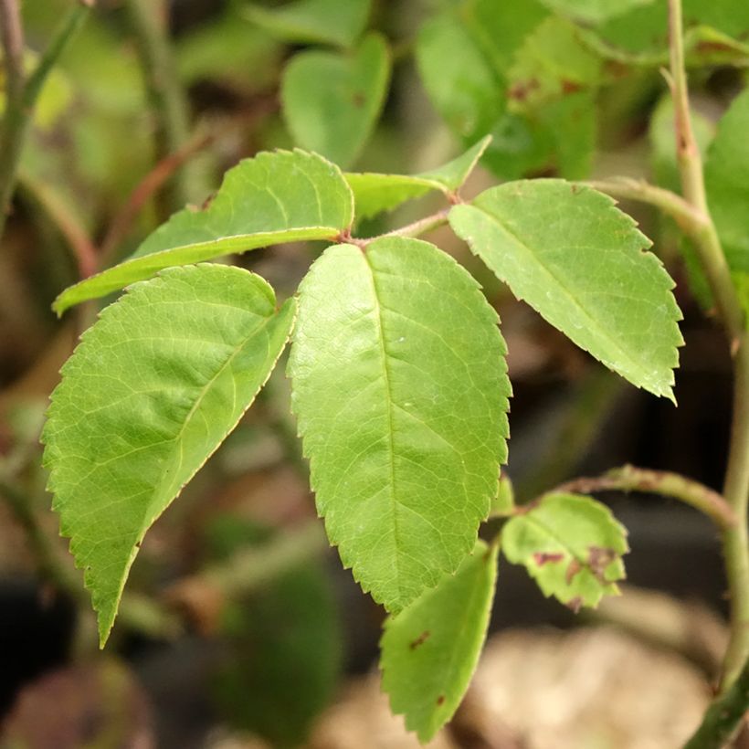 Rosa antica Raubritter (Fogliame)