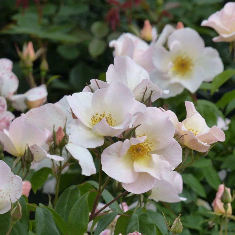 Rosa Sally Holmes (Fioritura)