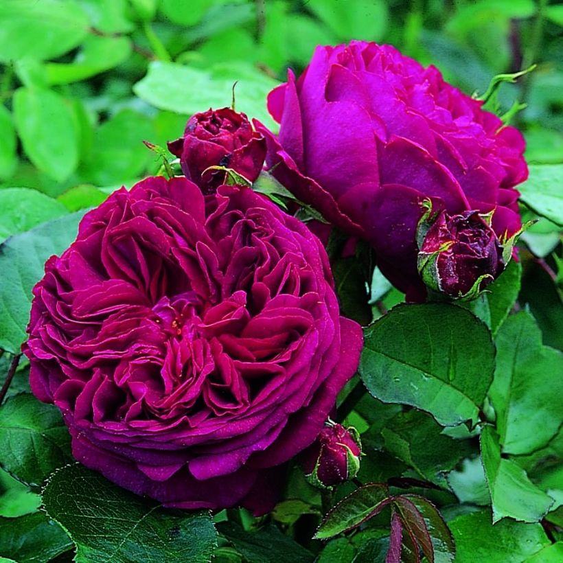 Rosa Falstaff (Fioritura)