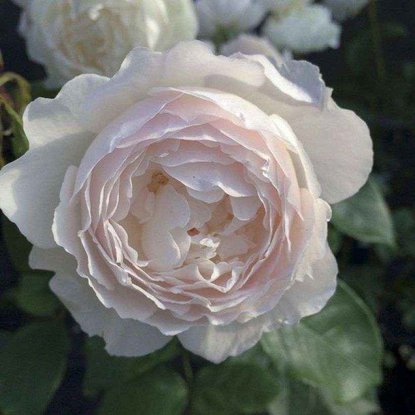 Rosa ad alberello David Austin Desdemona (Fioritura)