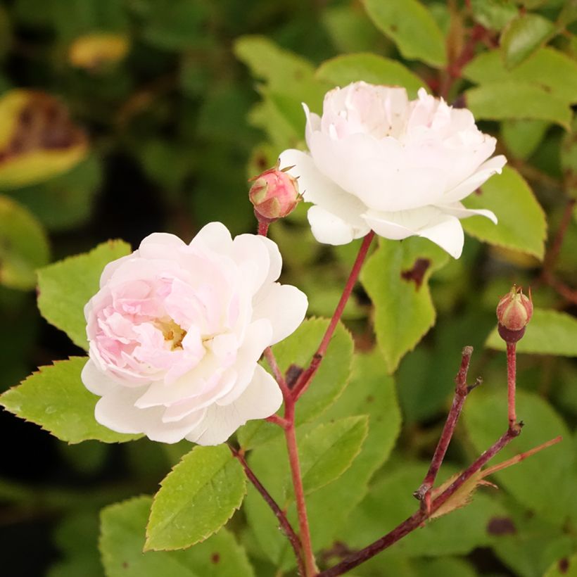 Rosa moscata Annelies LENplero (Fioritura)