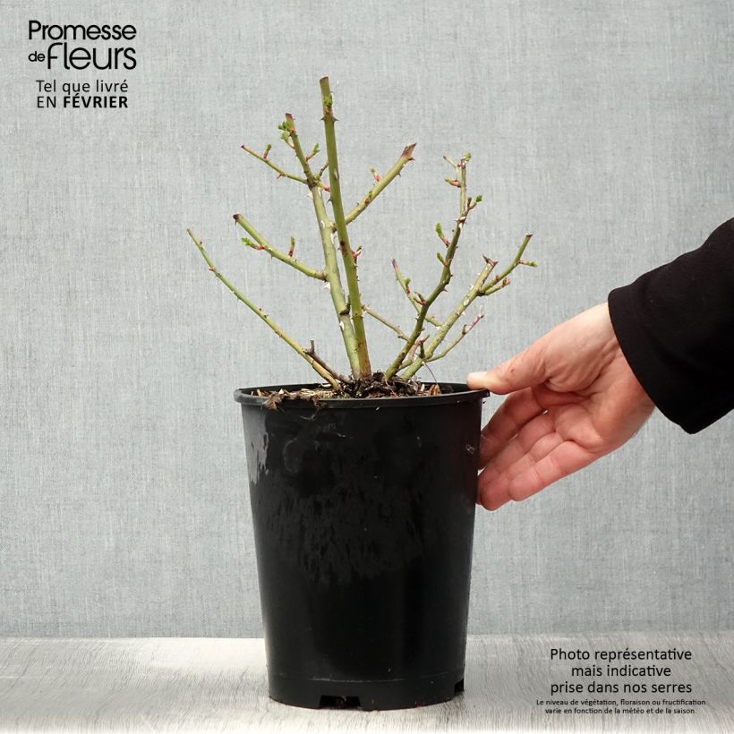 Rosier arbustif Annelies - en pot 4L/5L. esemplare consegnato in inverno