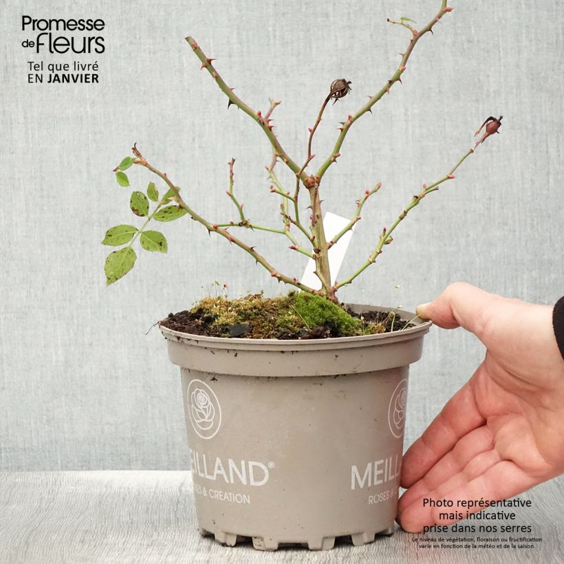 Rosier arbustif Friendly Purple Meicosme - Pot de 2L/3L esemplare consegnato in inverno