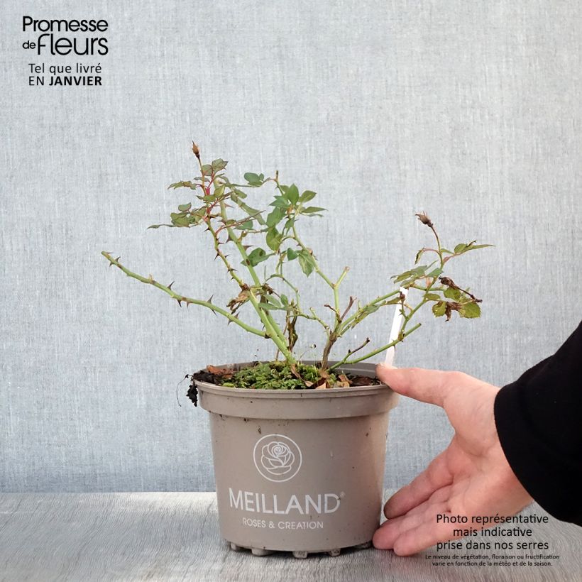 Rosier arbustif Friendly Sweet Meinatope - Pot de 2L/3L esemplare consegnato in inverno