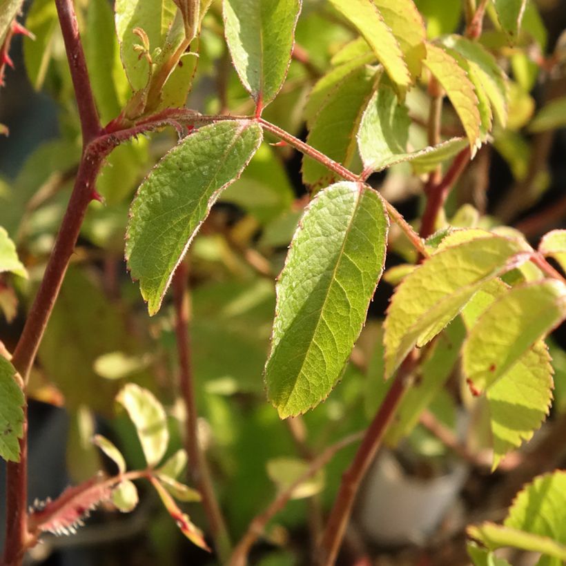 Rosa moscata Frisson Frais LENsadbi (Fogliame)