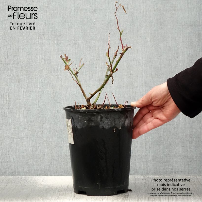 Rosier arbustif Frisson Frais - en pot de 4L/5L. esemplare consegnato in inverno