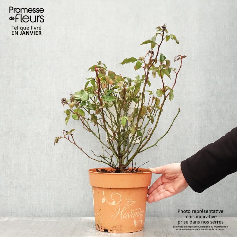 Rosier arbustif Havanna - Pot de 6L/7L esemplare consegnato in inverno