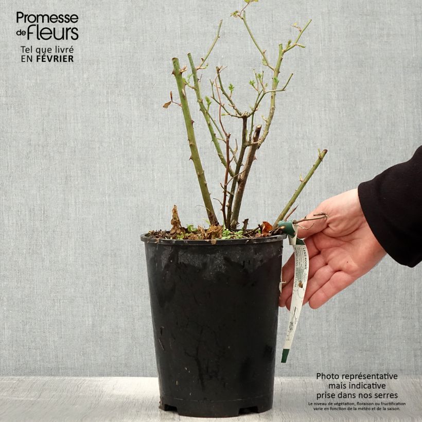 Rosier arbustif Heavenly Pink - en pot 4L/5L. esemplare consegnato in inverno