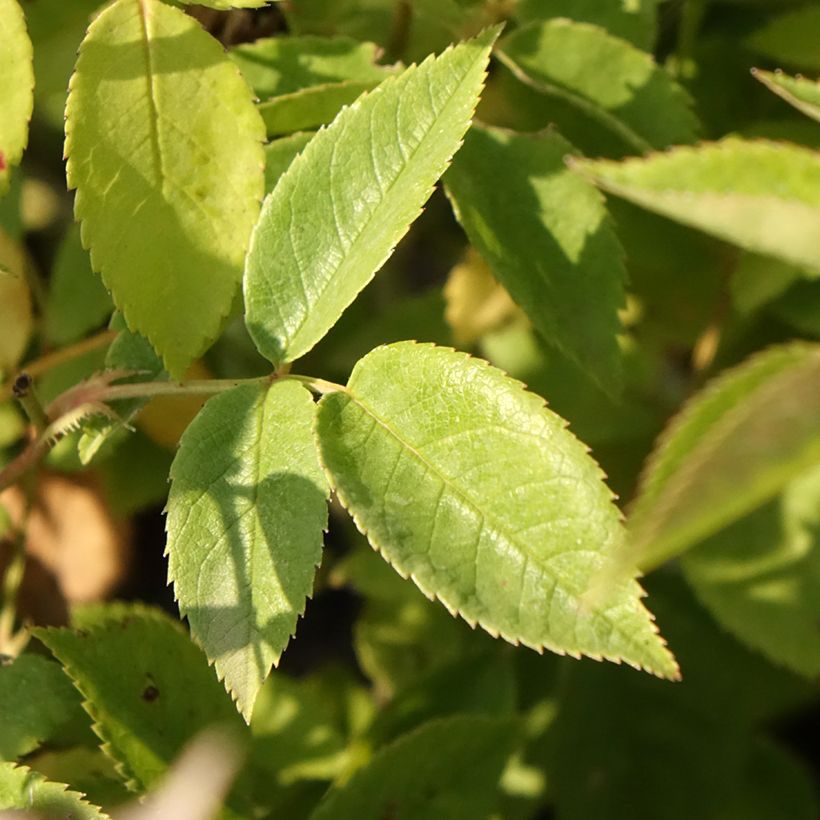 Rosa moscata Petite de Terre Franche (Fogliame)