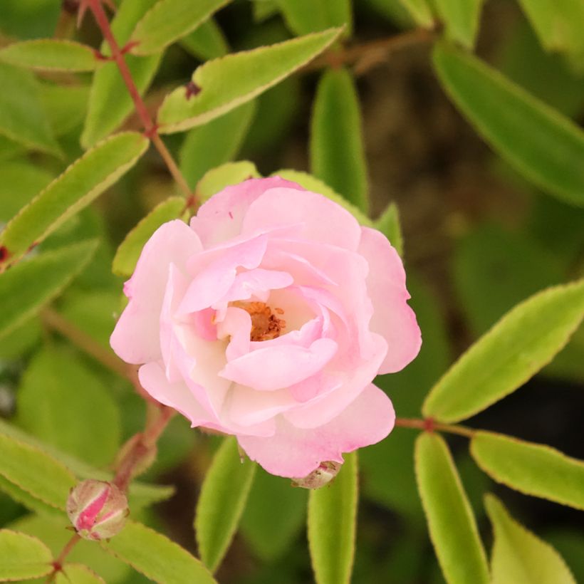 Rosa moscata Petite de Terre Franche (Fioritura)