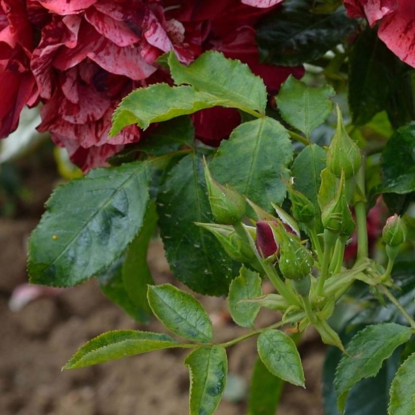 Rosa La Reine de la Nuit (Fogliame)