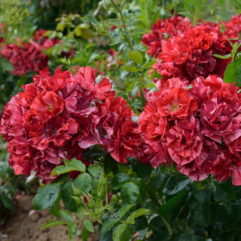 Rosa La Reine de la Nuit (Fioritura)