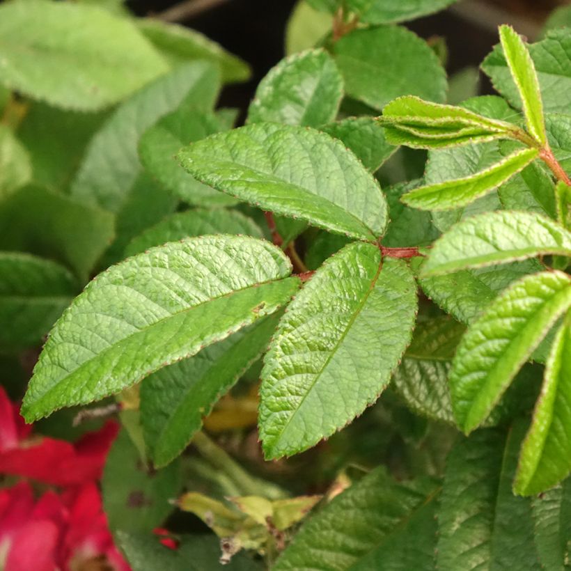 Rosa polyantha Rosy Boom Mini (Fogliame)