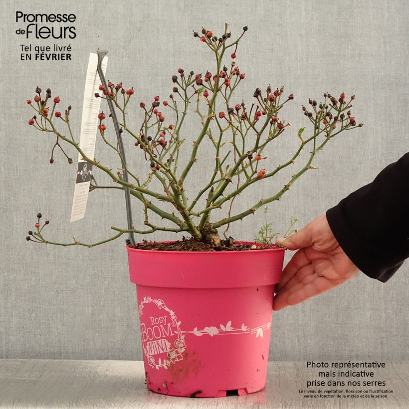 Rosier arbustif Rosy Boom Mini - Pot de 6L/7L esemplare consegnato in inverno