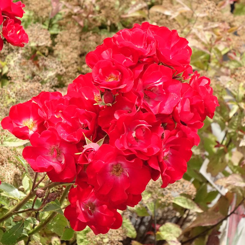 Rosa polyantha Rosy Boom rouge La Belle Rouge (Fioritura)