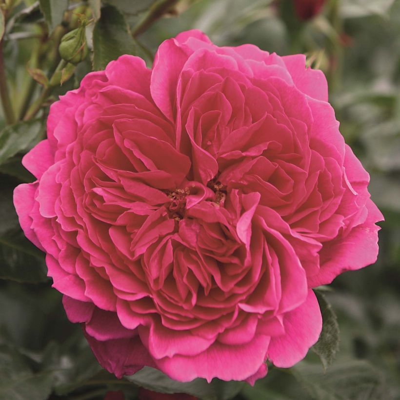 Rosa polyantha Soul (Fioritura)