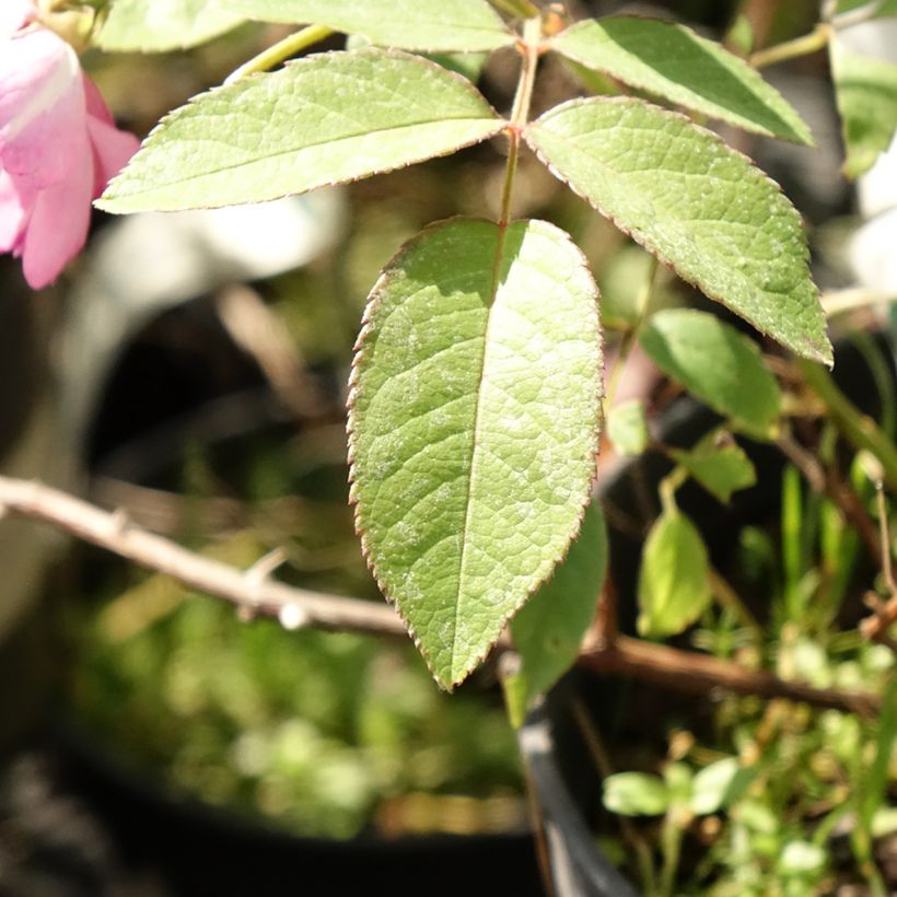 Rosa moscata Twins (Fogliame)