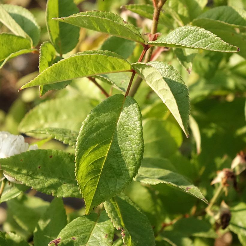 Rosa moscata Waterloo (Fogliame)