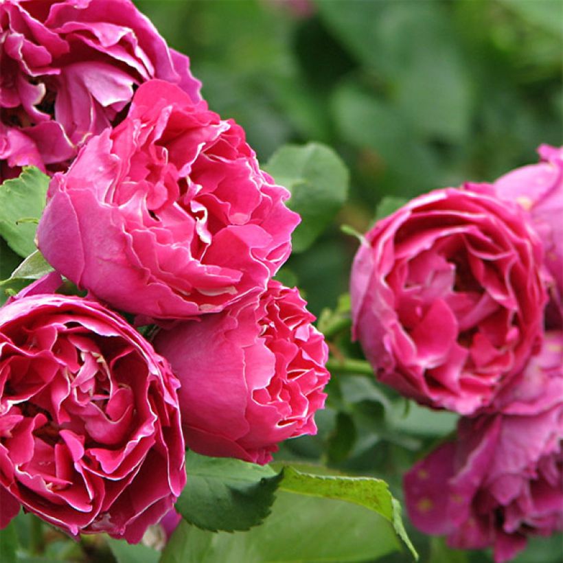 Rosa Baron Girod de l'Ain (Fioritura)