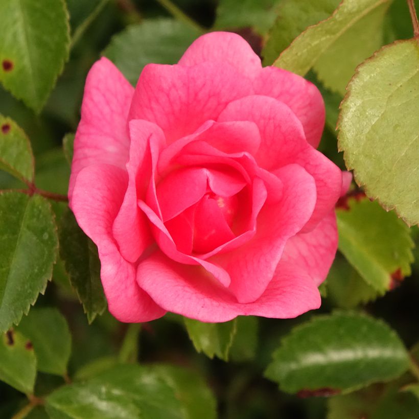 Rosa polyantha Bees Paradise Pink (Fioritura)