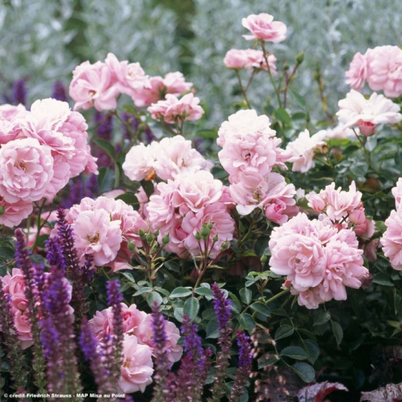 Rosa polyantha Bonica (Fioritura)