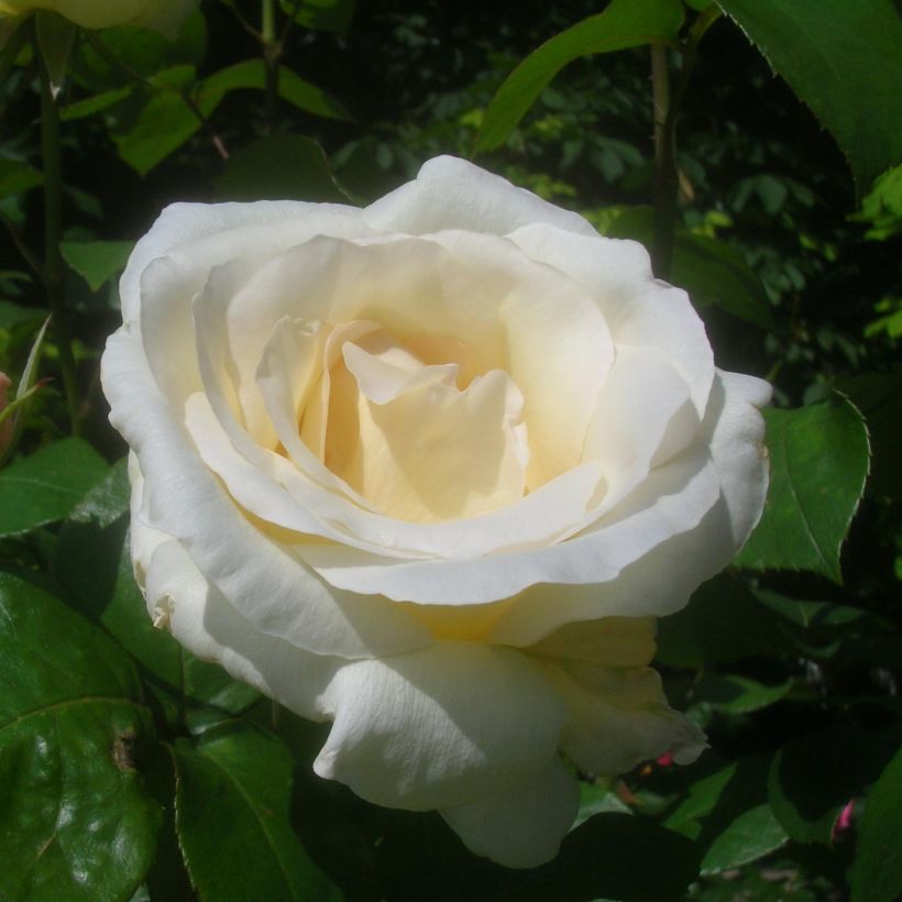 Rosa Pascali (Fioritura)