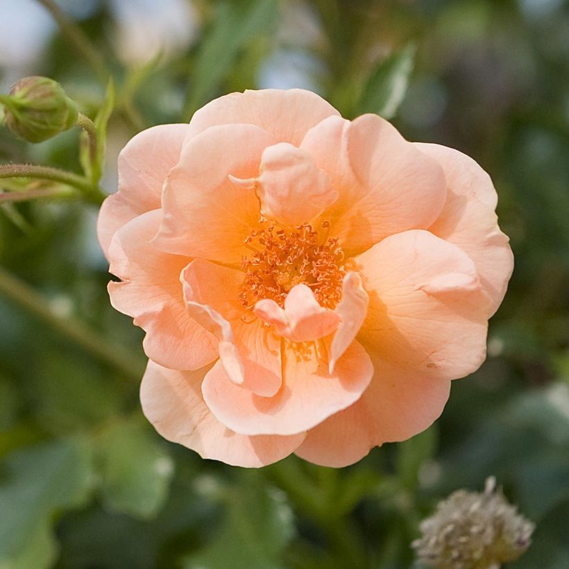 Rosa ad alberello Calizia (Fioritura)