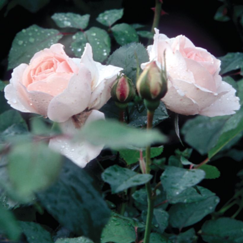 Rosa Clair Renaissance - Rose ibrida di tea (Fogliame)