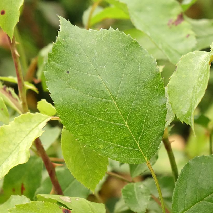 Rosa tappezzante Larissa (Fogliame)