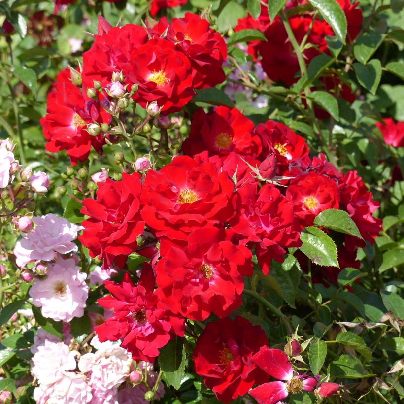 Rosa tappezzante Mainaufeuer (Fioritura)