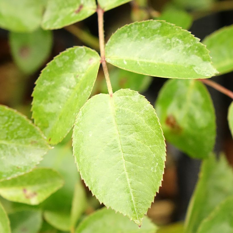 Rosa tappezzante Mainaufeuer (Fogliame)