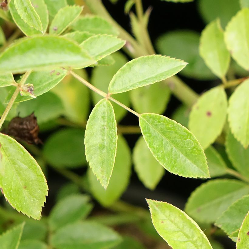 Rosa tappezzante Snow Star (Fogliame)