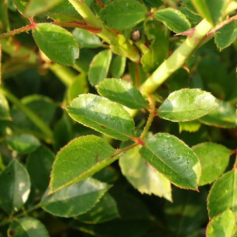 Rosa tappezzante Swany (Fogliame)