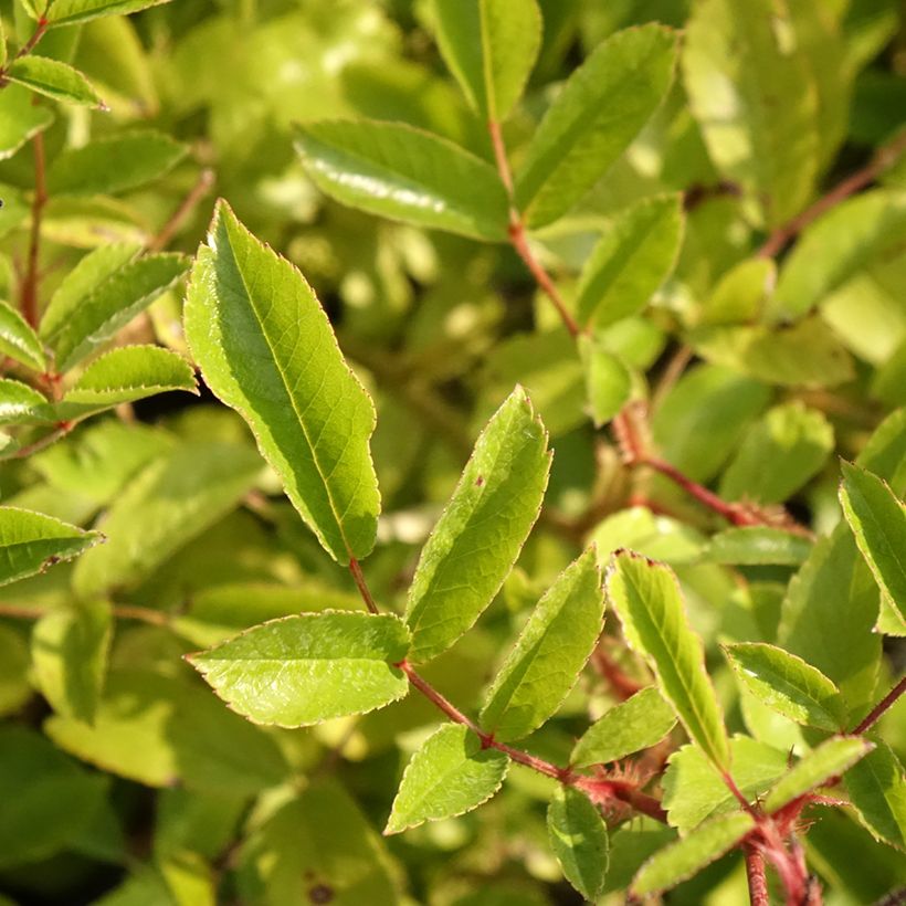 Rosa tappezzante Tapis Volant (Fogliame)