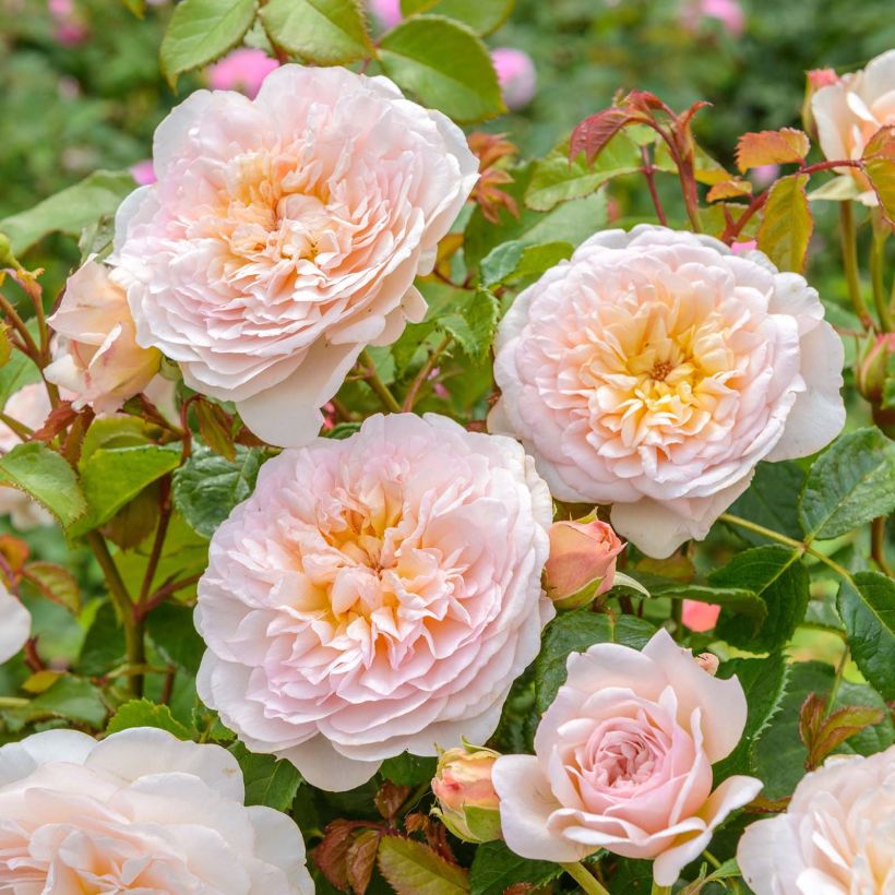 Rosa Emily Brontë (Fioritura)