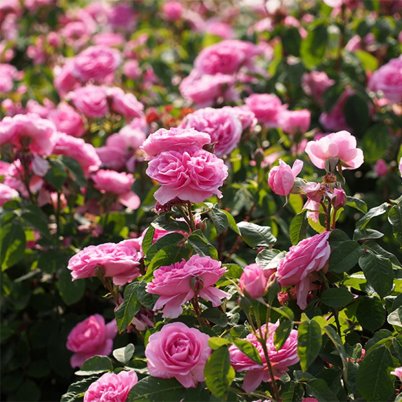 Rosa Gertrude Jekyll (Fioritura)