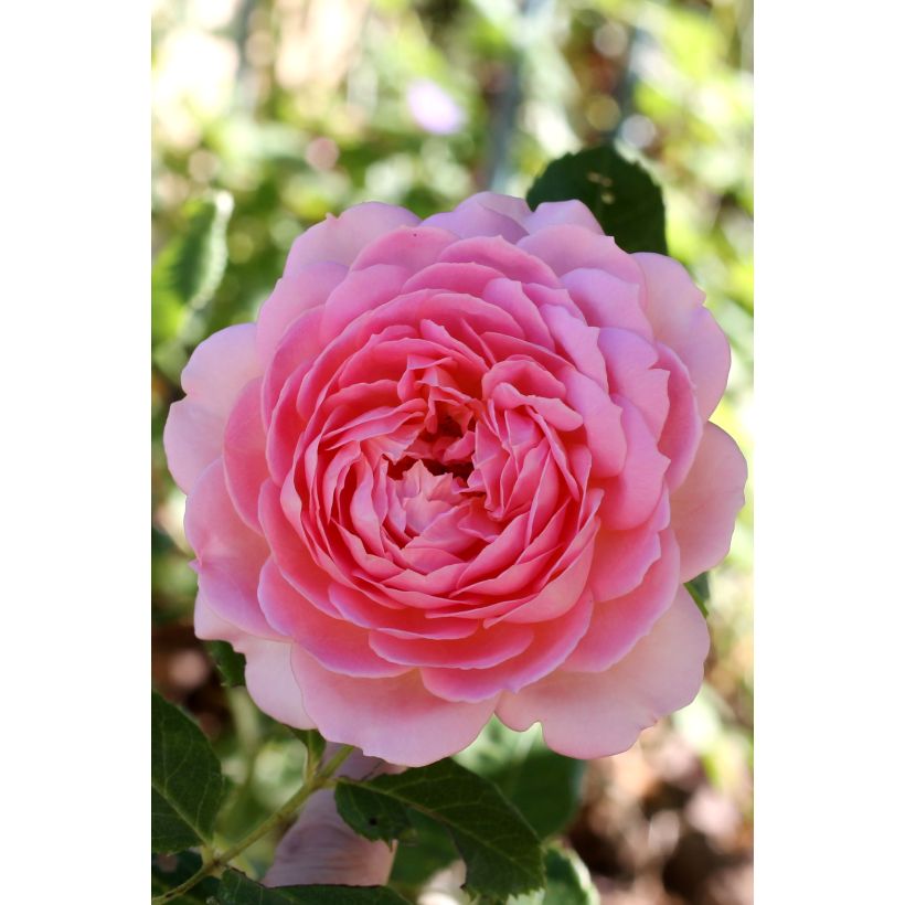 Rosa Jubilee Celebration (Fioritura)