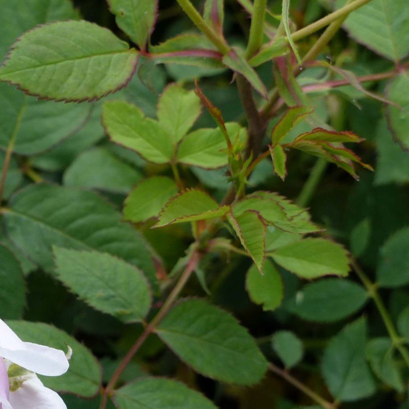 Rosa Lady Salisbury (Fogliame)