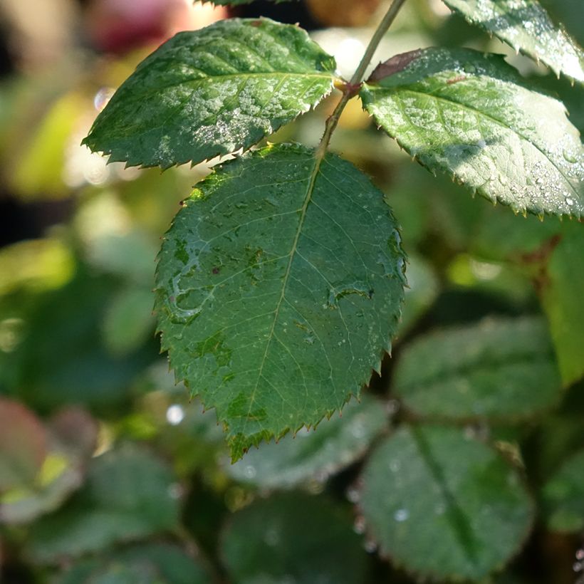 Rosa Princess Alexandra of Kent (Fogliame)