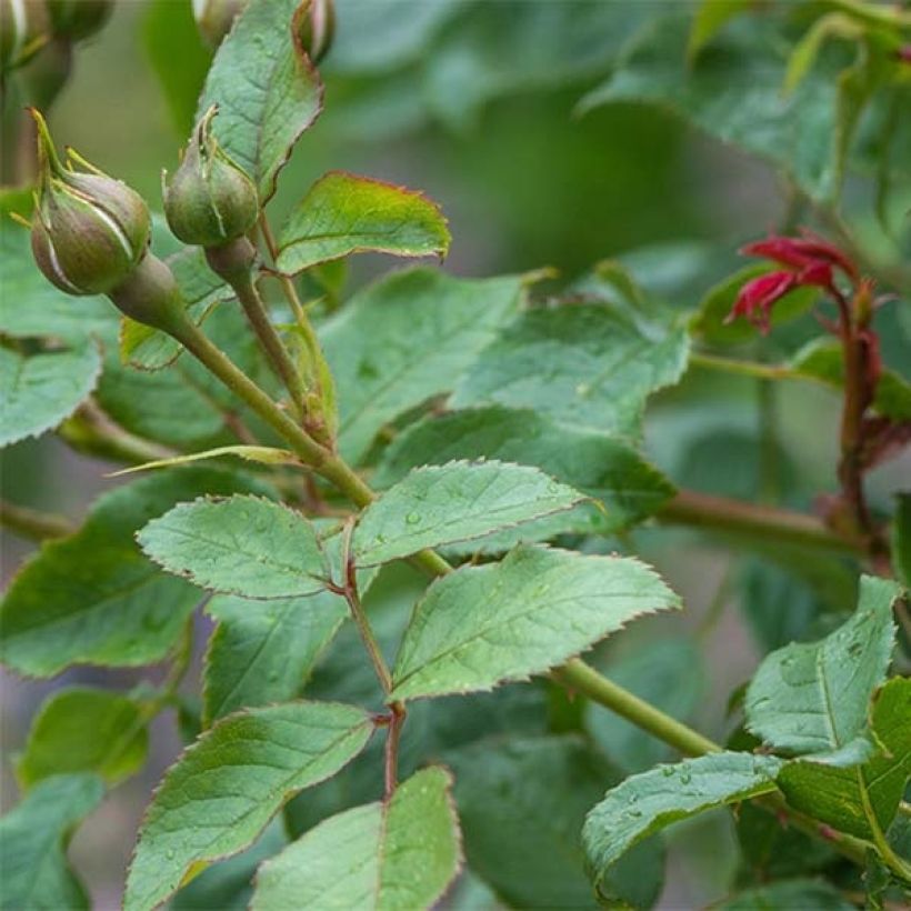 Rosa The Mill on the Floss (Fogliame)