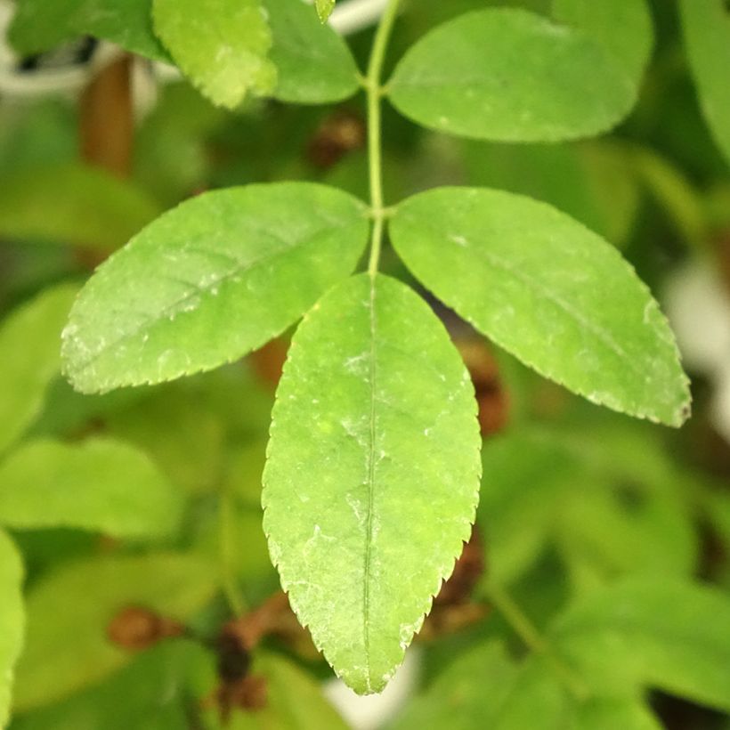 Rosa banksiae var. banksiae Alba Plena - Rosa di Lady Banks (Fogliame)