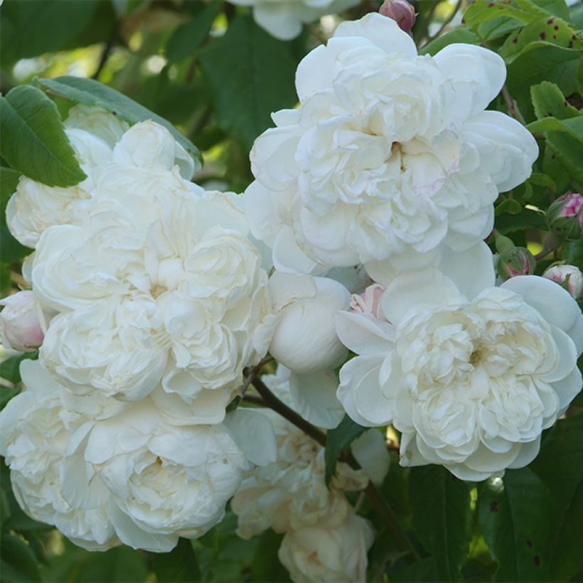 Rosa rampicante Aimée Vibert (Fioritura)