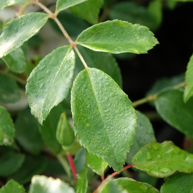 Rosa rampicante Aimée Vibert (Fogliame)