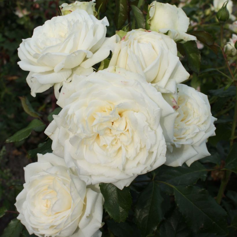 Rosa rampicante Alaska (Fioritura)