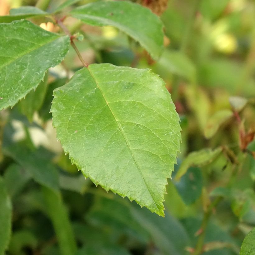 Rosa rampicante Alaska (Fogliame)