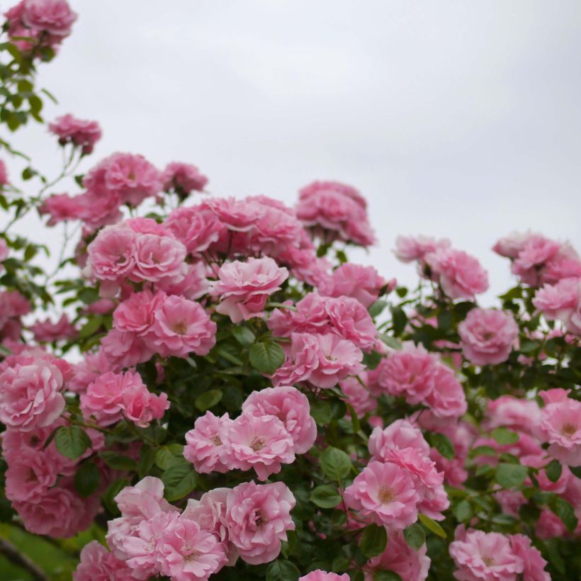 Rosa rampicante Bantry Bay (Fioritura)