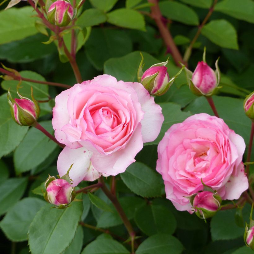 Rosa rampicante Mini Eden Rose (Fioritura)